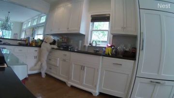 Instala una cámara oculta en la cocina para pillar a su hija robando galletas pero descubre que es el perro