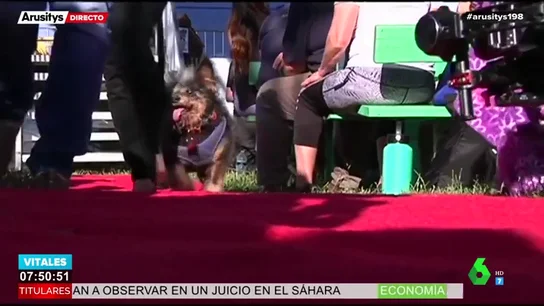 'Scamp, el Vagabundo': así es el perro más feo del mundo 'Scamp, el Vagabundo': así es el perro más feo del mundo