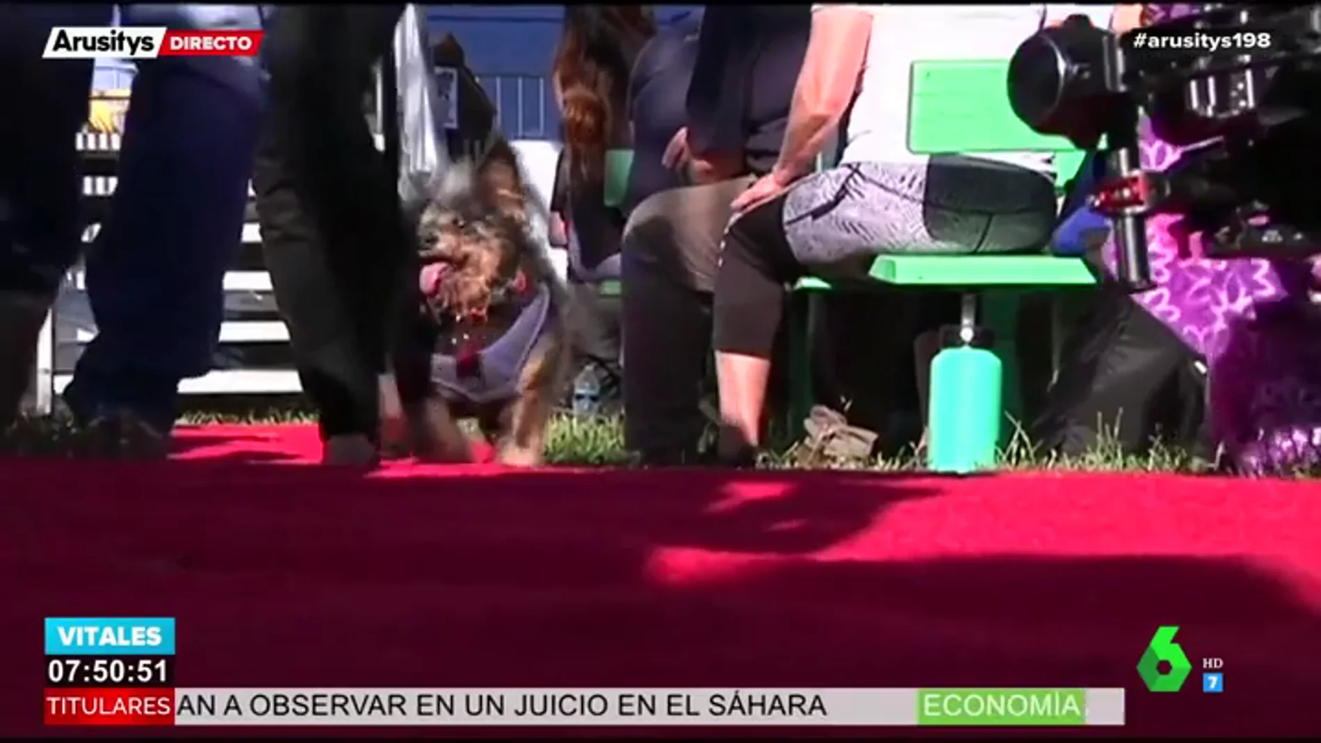 'Scamp, el Vagabundo': así es el perro más feo del mundo