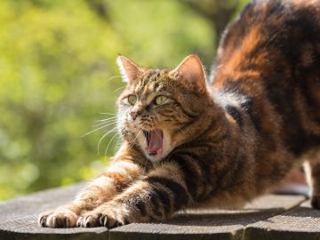 Gato Gato