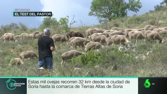 Trashumancia Trashumancia