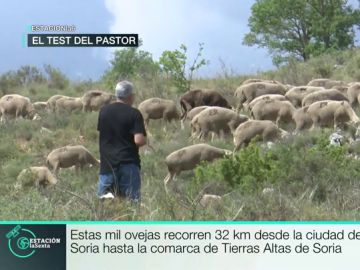 Trashumancia Trashumancia