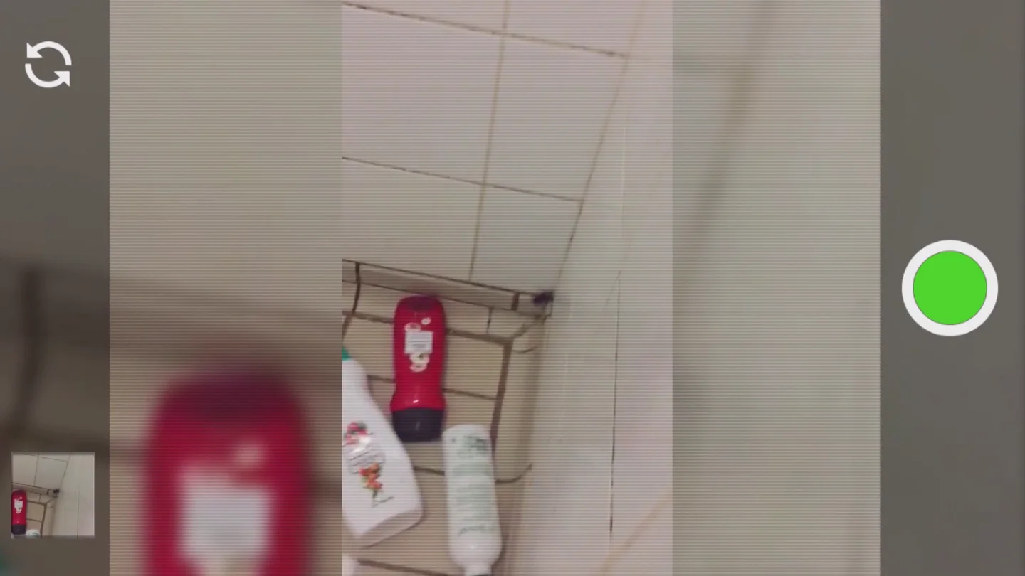 Una cucaracha en el centro de alto rendimiento de Sevilla Una cucaracha en el centro de alto rendimiento de Sevilla