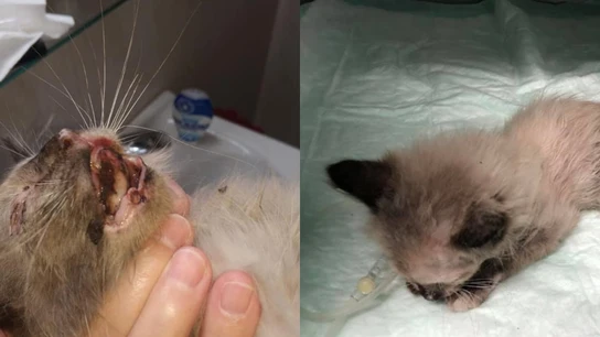 La gatita fallecida por la explosión de un petardo La gatita fallecida por la explosión de un petardo