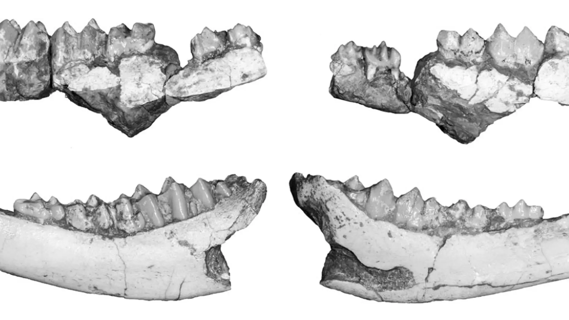 El ciervo almizclero Hispanomeryx habito el Valles Penedes