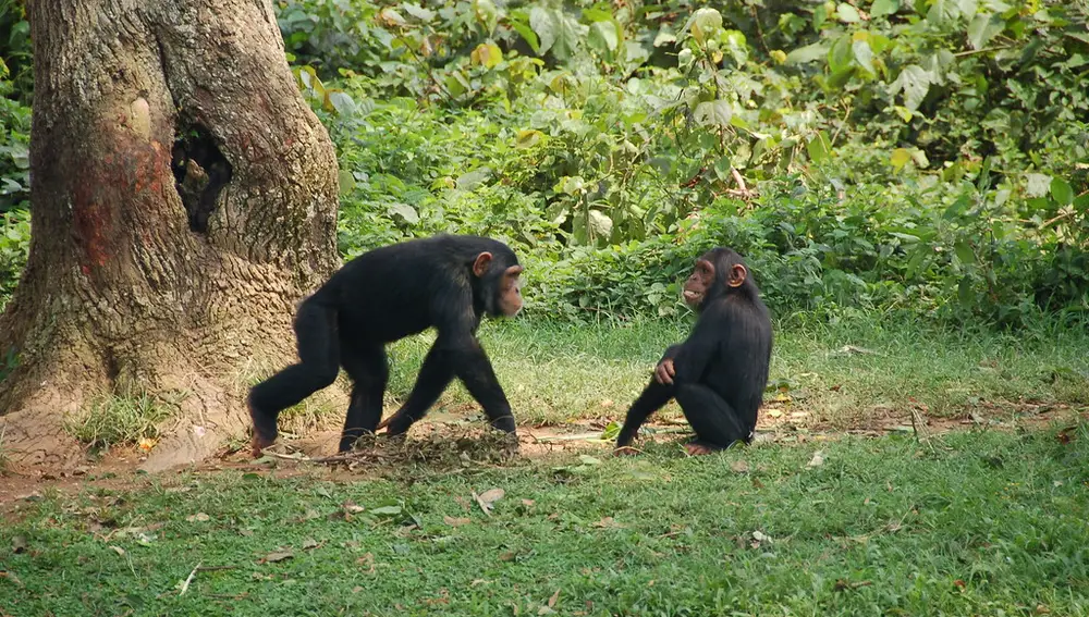 Los chimpancés tienen un menor porcentaje de grasa corporal. 