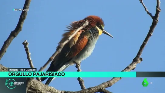 ORGULLO PAJARISIACO ORGULLO PAJARISIACO