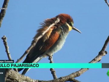 ORGULLO PAJARISIACO ORGULLO PAJARISIACO