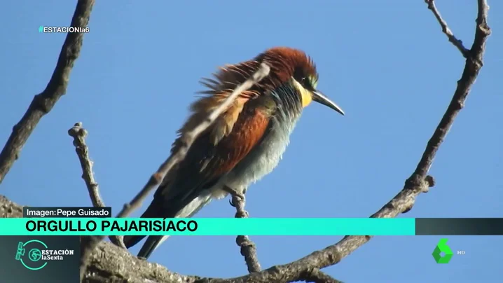 ORGULLO PAJARISIACO