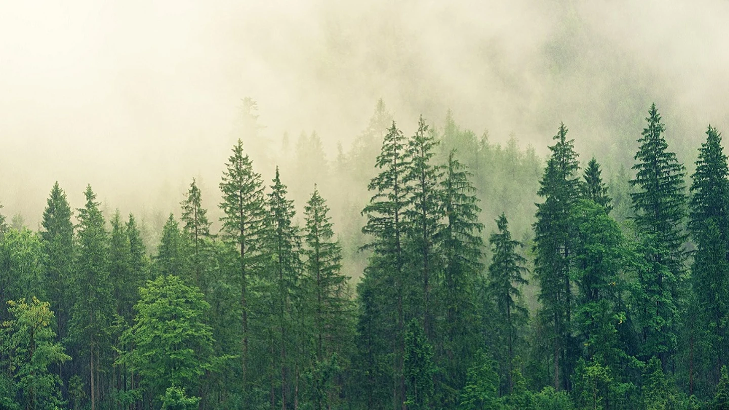 Bosque Bosque