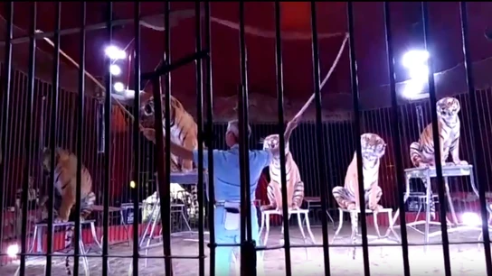 Ettore Weber en una actuación con cinco tigres Ettore Weber en una actuación con cinco tigres.