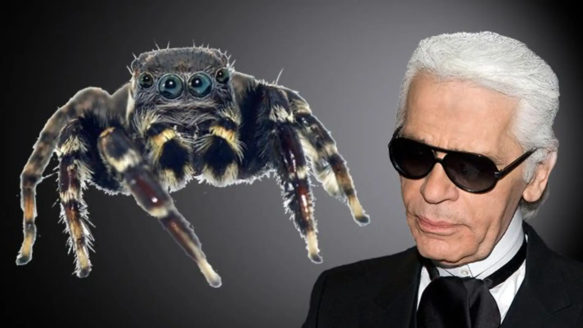 Una nueva arana saltarina nombrada en honor al disenador Karl Lagerfeld