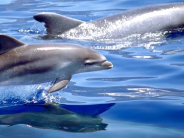 Delfines mulares Delfines mulares