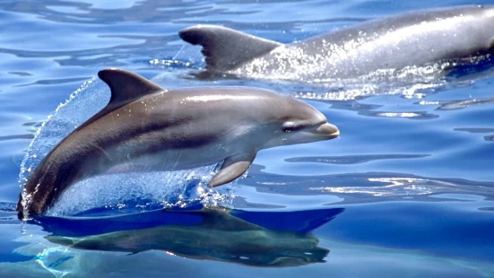 Delfines mulares