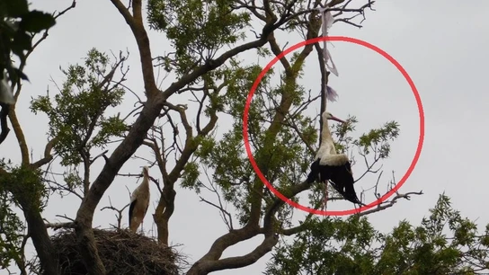 Muere una cigüeña ahogada por una bolsa de plástico en un parque natural del Empordà. Muere una cigüeña ahogada por una bolsa de plástico en un parque natural del Empordà.