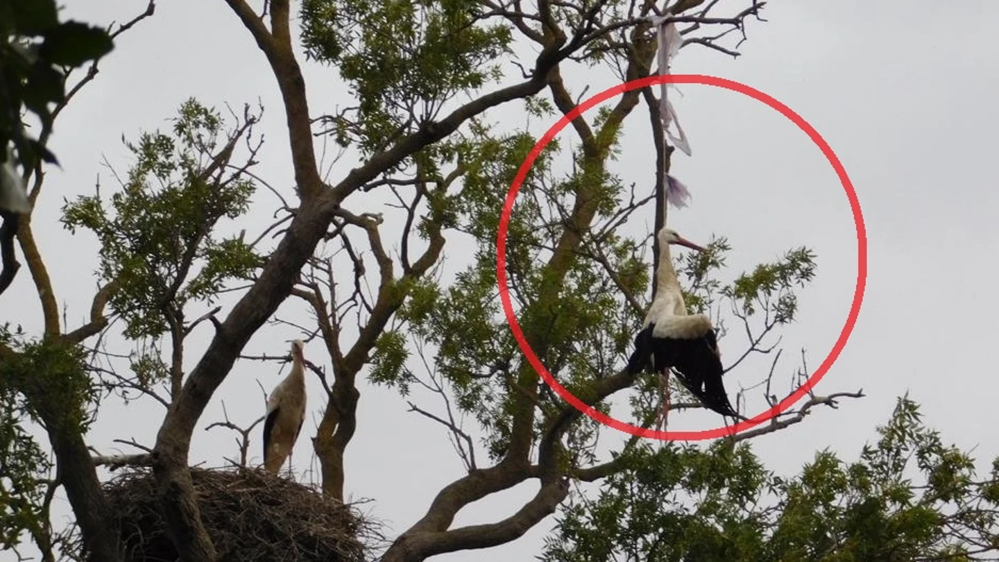 Muere una cigüeña ahogada por una bolsa de plástico en un parque natural del Empordà. Muere una cigüeña ahogada por una bolsa de plástico en un parque natural del Empordà.