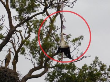 Muere una cigüeña ahogada por una bolsa de plástico en un parque natural del Empordà. Muere una cigüeña ahogada por una bolsa de plástico en un parque natural del Empordà.