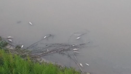 Peces muertos en el río de Llobregat Peces muertos en el río de Llobregat
