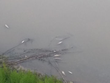 Peces muertos en el río de Llobregat Peces muertos en el río de Llobregat