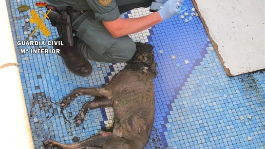 Hallan muerto a un perro por inanición Hallan muerto a un perro por inanición
