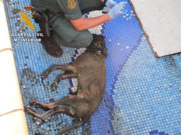 Hallan muerto a un perro por inanición Hallan muerto a un perro por inanición