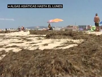 El alga asiática seguirá en las playas de Cádiz al menos hasta el lunes El alga asiática seguirá en las playas de Cádiz al menos hasta el lunes