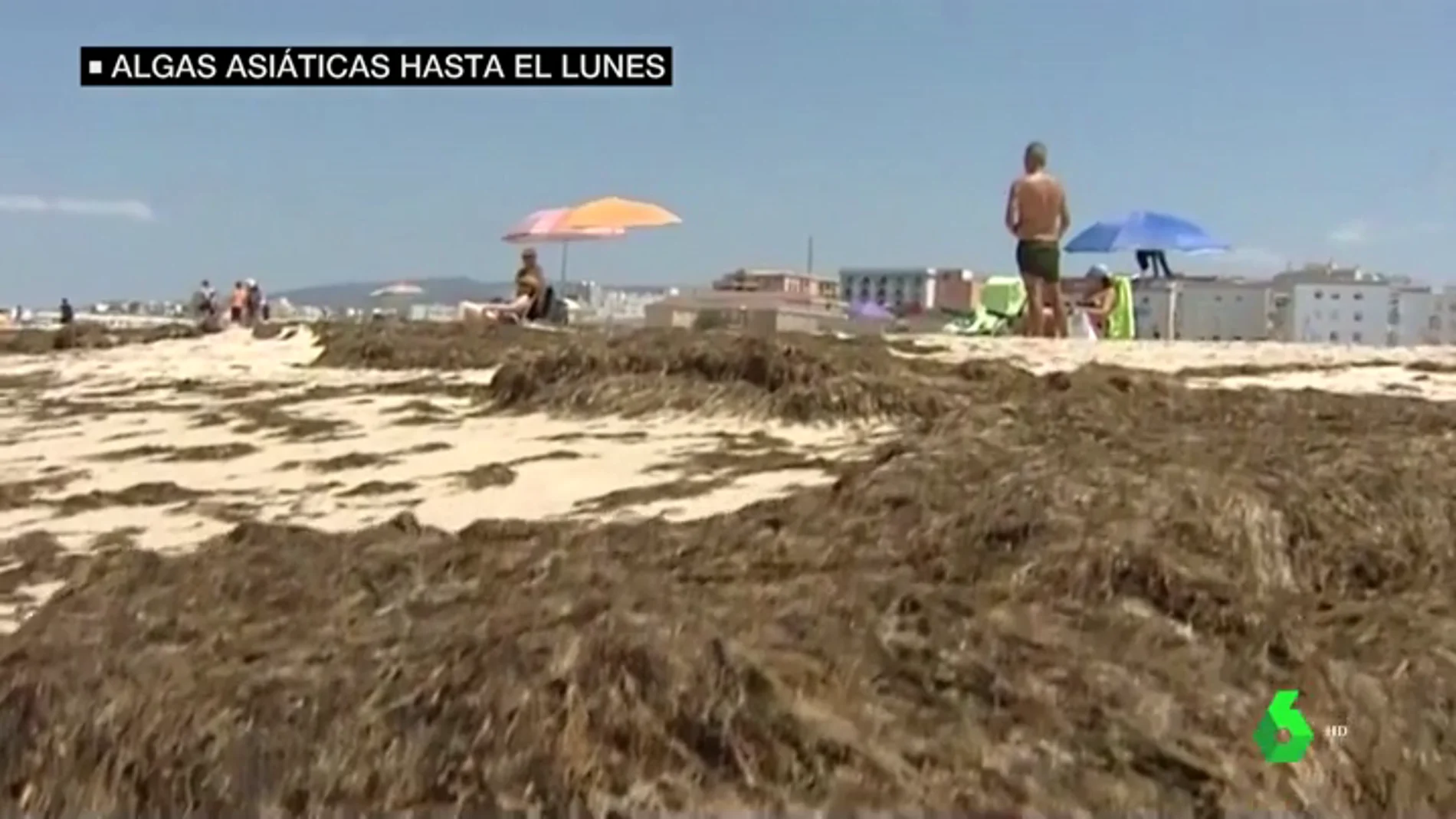 El alga asiática seguirá en las playas de Cádiz al menos hasta el lunes