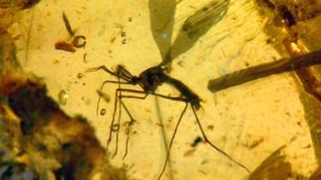 El mosquito del que los científicos de Jurassic Park extraen un poco de ADN para crear una nueva especie. 