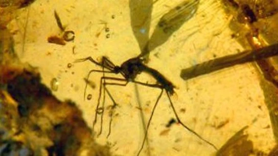 El mosquito del que los científicos de Jurassic Park extraen un poco de ADN para crear una nueva especie. El mosquito del que los científicos de Jurassic Park extraen un poco de ADN para crear una nueva especie.
