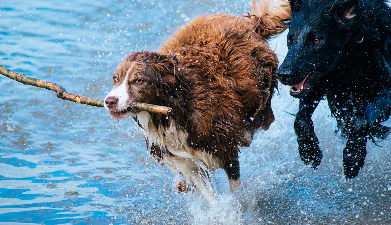 Imagen de mascotas estabilizada