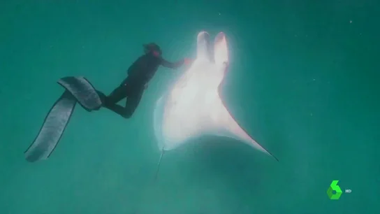 mantaraya mantaraya