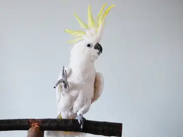 La cacatúa Snowball, en pleno baile La cacatúa Snowball, en pleno baile