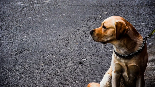 Perro en la calle Perro en la calle.