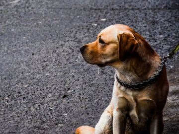 Perro en la calle Perro en la calle