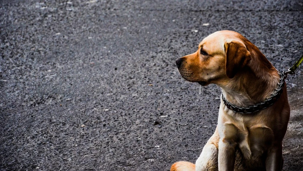 Perro en la calle.