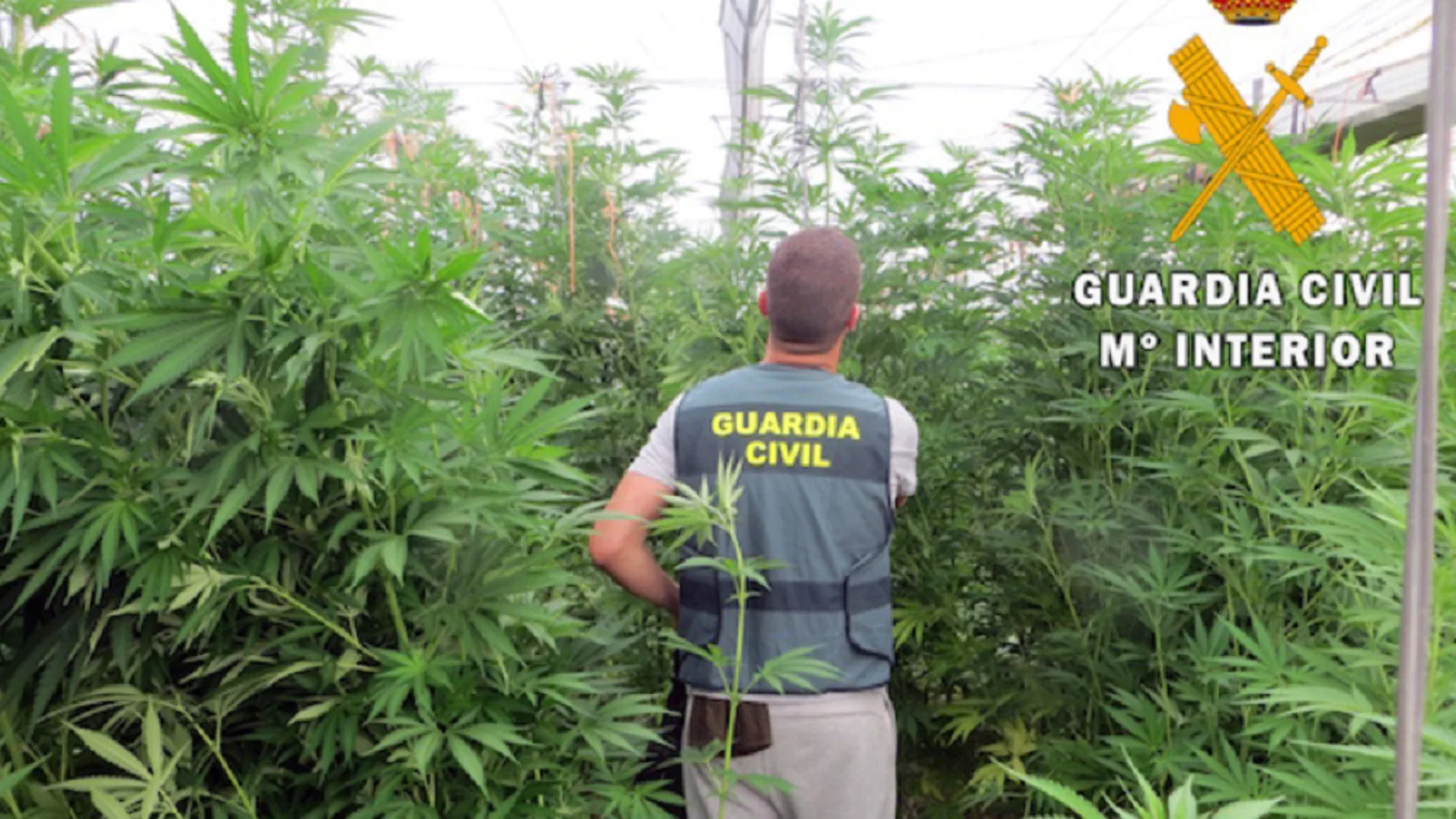 Agente de la Guardia Civil en un cultivo de marihuana