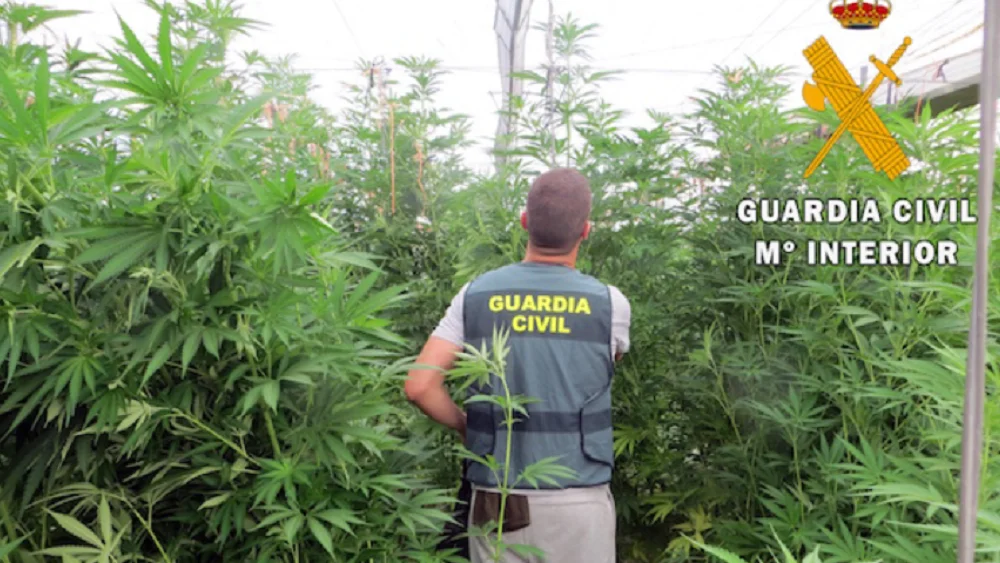 Agente de la Guardia Civil en un cultivo de marihuana.