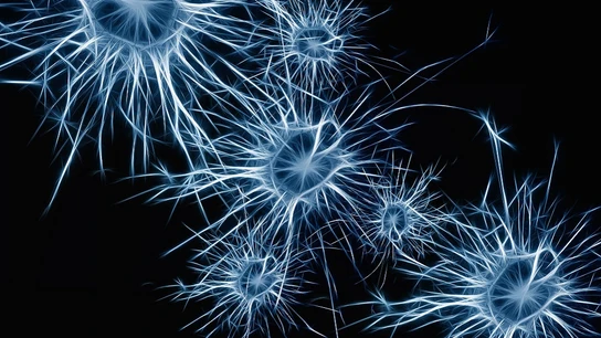 Neuronas Neuronas.