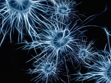 Neuronas Neuronas