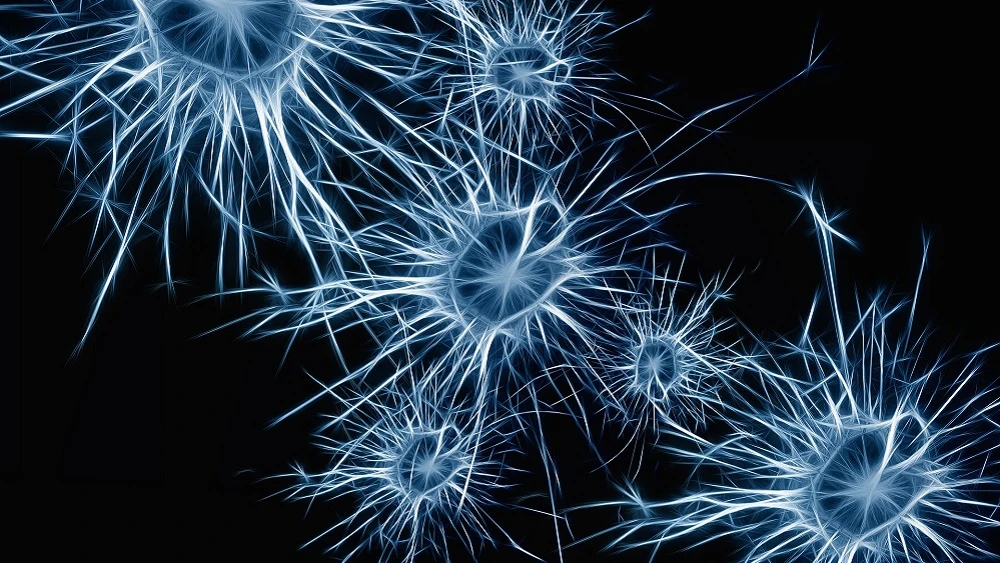 Neuronas.