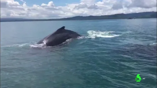 Rescate de una ballena y su cría en Costa Rica Rescate de una ballena y su cría en Costa Rica.