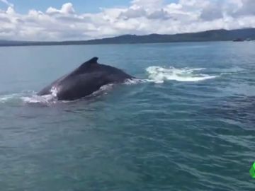 Rescate de una ballena y su cría en Costa Rica Rescate de una ballena y su cría en Costa Rica