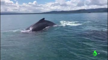 Rescate de una ballena y su cría en Costa Rica