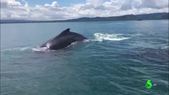 Rescate de una ballena y su cría en Costa Rica.