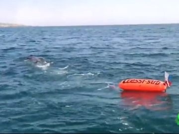 Los submarinistas piden que las embarcaciones amplíen a 100 metros la distancia de seguridad Los submarinistas piden que las embarcaciones amplíen a 100 metros la distancia de seguridad