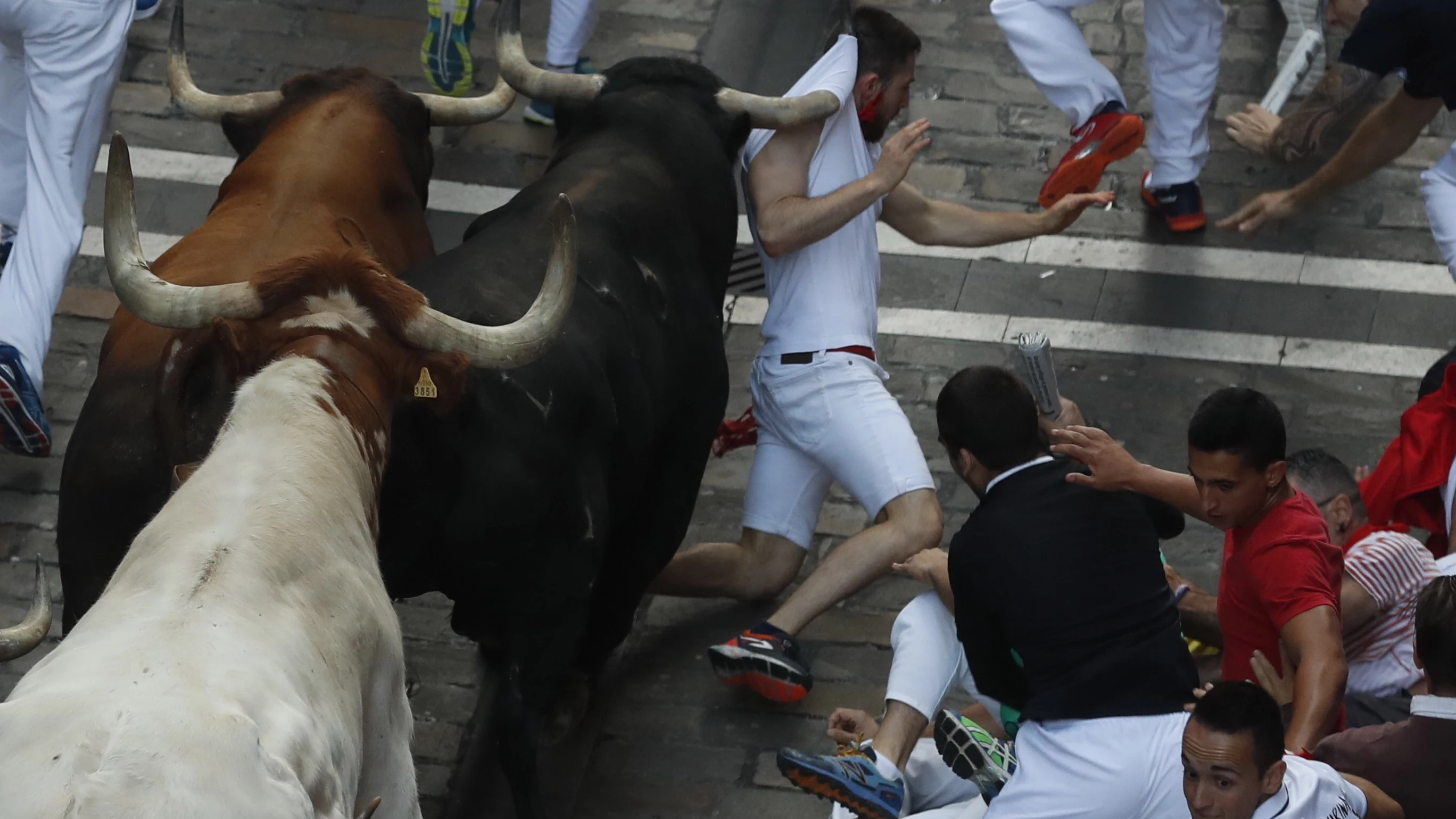 Los toros de la ganadería de La Palmosilla, de Tarifa.