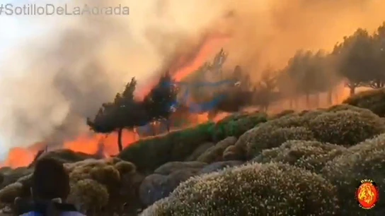 El incendio declarado este sábado en Sotillo de la Adrada, en Ávila El incendio declarado este sábado en Sotillo de la Adrada, en Ávila