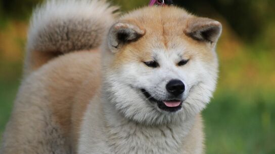 Imagen de un Akita Inu