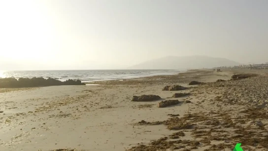 Playa de Tarifa con algas invasoras Playa de Tarifa con algas invasoras.