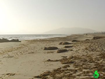 Playa de Tarifa con algas invasoras Playa de Tarifa con algas invasoras